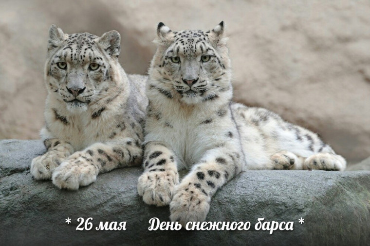 День снежного барса на Алтае.